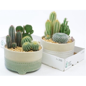 CACTUS OV
