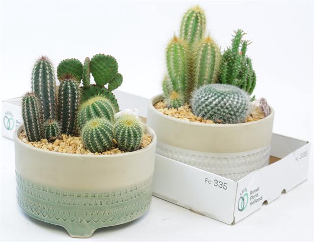 <h4>CACTUS OV</h4>