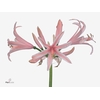 Nerine Casandra