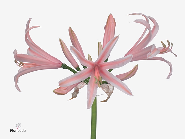 Nerine Casandra