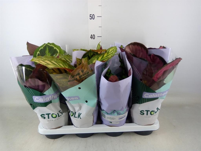 <h4>Calathea ...mix 4</h4>