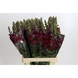 Antirrhinum Potomac Red