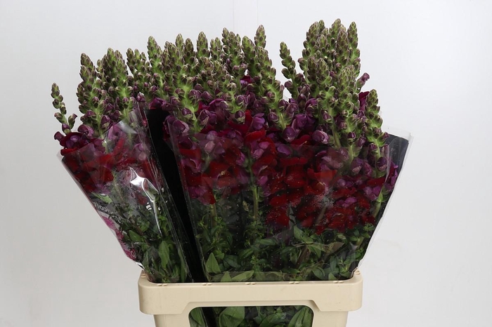 <h4>Antirrhinum Potomac Red</h4>