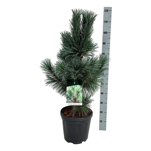 Pinus flex. 'Vanderwolf's Pyramid'