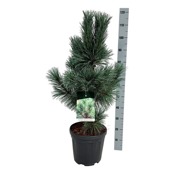 <h4>Pinus flex. 'Vanderwolf's Pyramid'</h4>