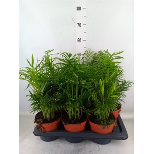 Chamaedorea elegans