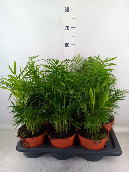 <h4>Chamaedorea elegans</h4>