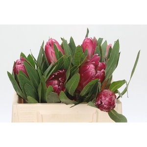 Protea Brenda