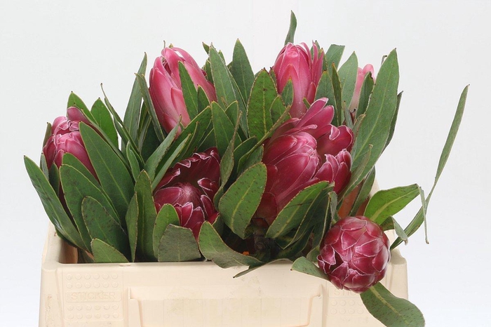 <h4>Protea Brenda</h4>