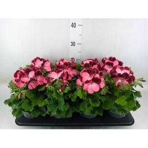 Pelargonium gran.   ..