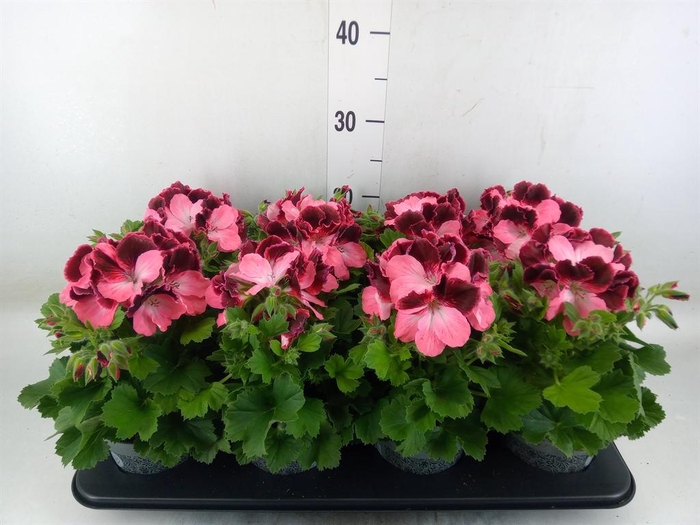 <h4>Pelargonium gran. ..</h4>