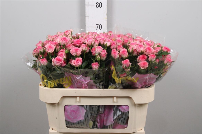 <h4>R Tr Tralala</h4>