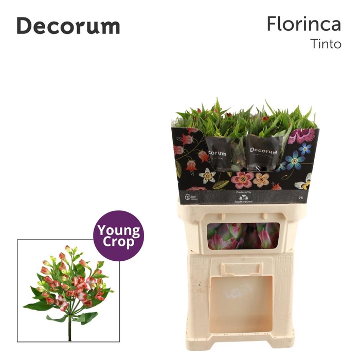 <h4>ALST FL TINTO</h4>