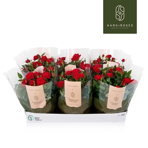 Rosa Kordana Apache Schaal (Rood)