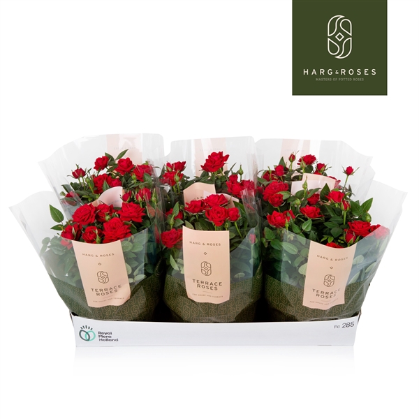 Rosa Kordana Apache Schaal (Rood)