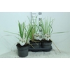 Cortaderia Selloana Junior