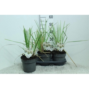 Cortaderia Selloana Junior