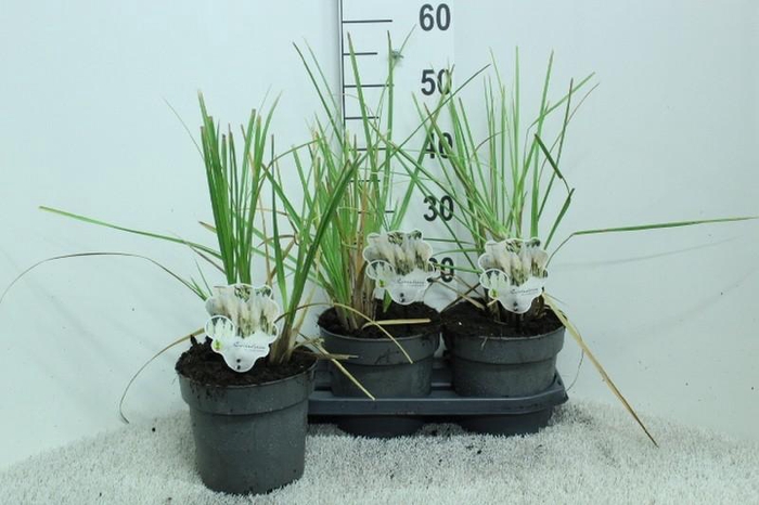 <h4>Cortaderia Selloana Junior</h4>