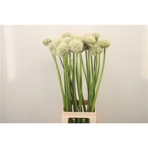 Allium White Giant