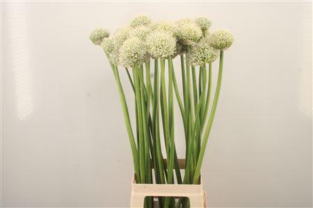 <h4>Allium White Giant</h4>