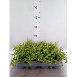 Ficus pumila 'White Sunny'