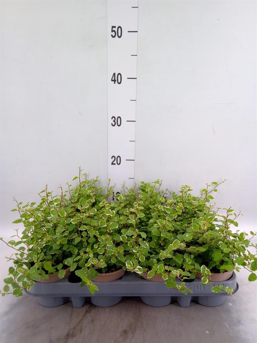 <h4>Ficus pumila 'White Sunny'</h4>