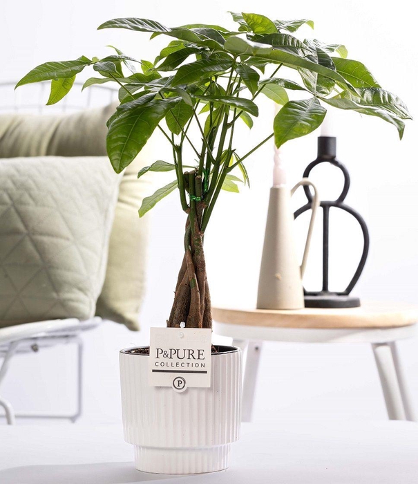 <h4>Pachira Aquatica in P&PURE Ivy ceramics shiny white</h4>