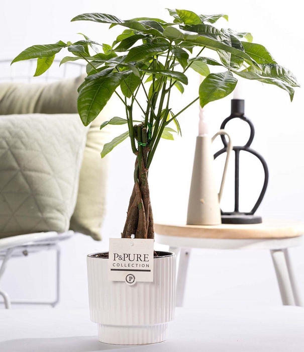 <h4>Pachira Aquatica in P&PURE Ivy ceramics shiny white</h4>