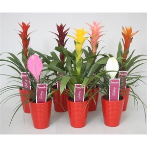 Bromelia gemengd in rood ribbel keramiek