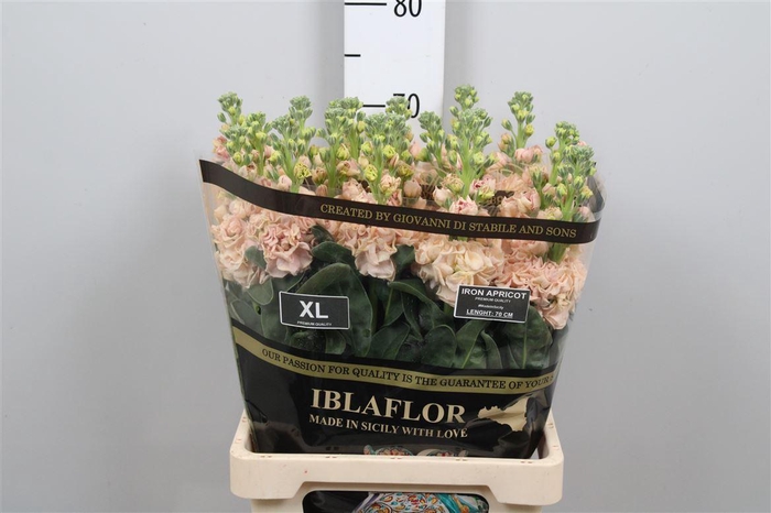 <h4>Matth Iron Apricot</h4>