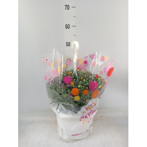 Chrysanthemum  'Skyfall'  ..mix