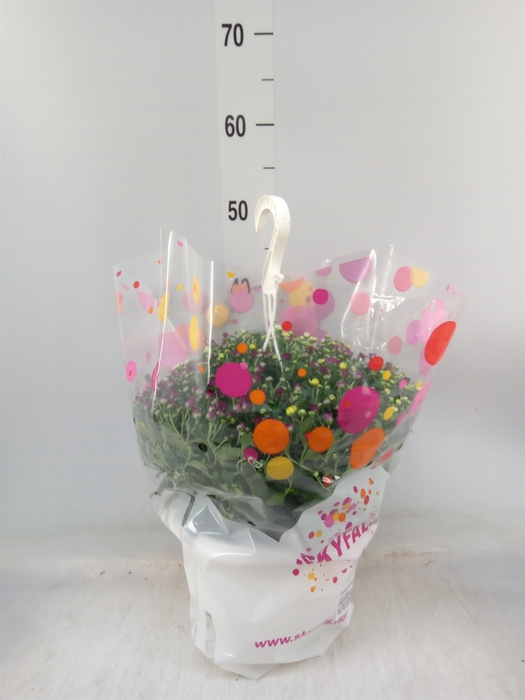 <h4>Chrysanthemum  'Skyfall'  ..mix</h4>