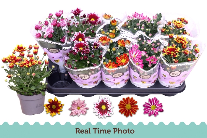 <h4>CHRYS GEM 2 KL BLOEM</h4>