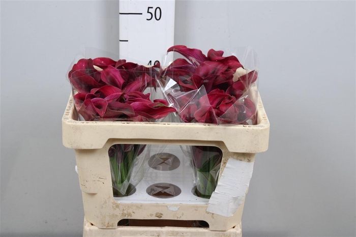 <h4>Zant Rudolph</h4>