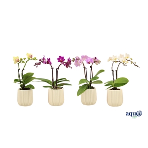 Ruby Vanilla Tiny Dolls Mix 2T10+ Aqu@