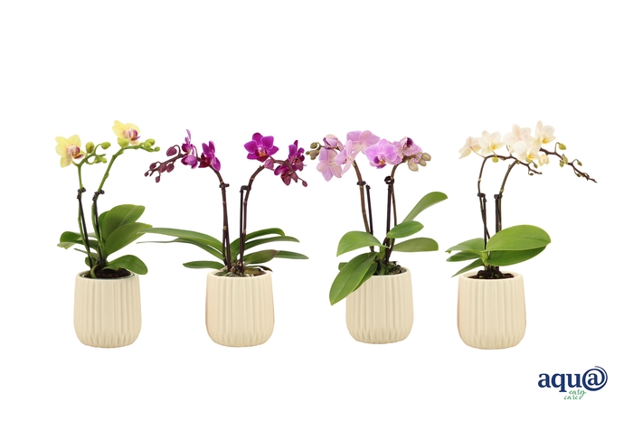 <h4>Ruby Vanilla Tiny Dolls Mix 2T10+ Aqu@</h4>