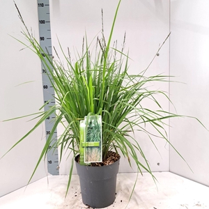 Molinia arundinacea
