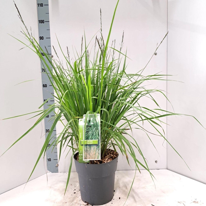 <h4>Molinia arundinacea</h4>