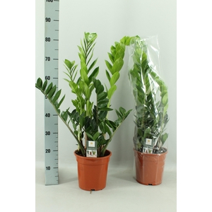 ZAMIO ZAMIIFOLIA