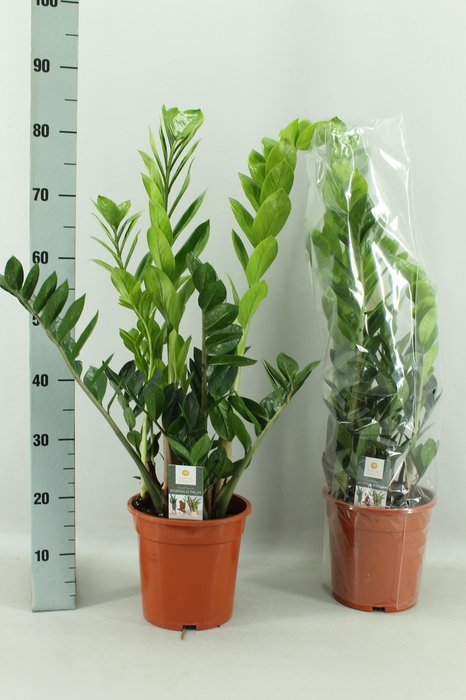 <h4>ZAMIO ZAMIIFOLIA</h4>