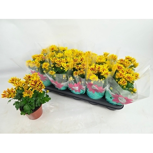 CHRYS RAINB LA WORTH