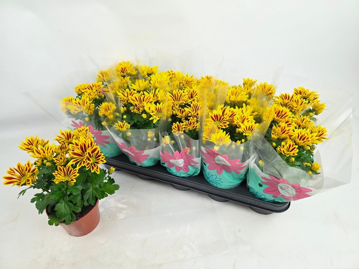 <h4>CHRYS RAINB LA WORTH</h4>