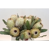 Protea Barbigera Ice Queen Air