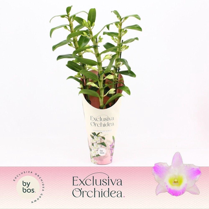 <h4>Dendrobium Nobilé, Pandora 3-spike 65+ cm 'Exclusiva Orchidea' Potcover</h4>
