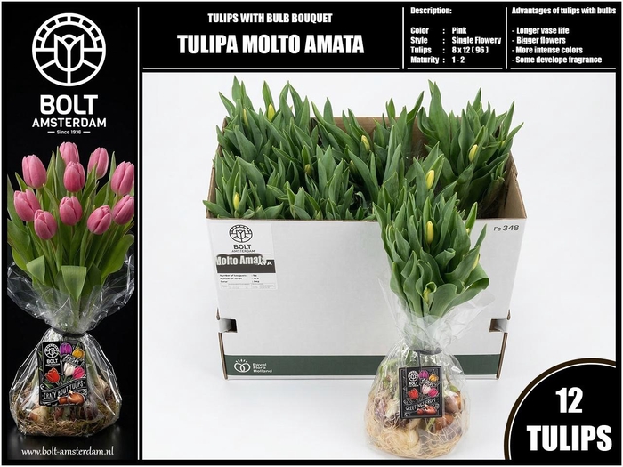 <h4>TU EN MOLTO AMATA</h4>