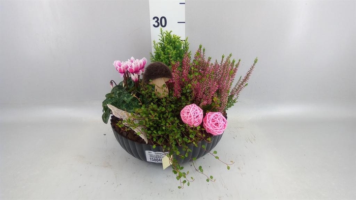 <h4>Arr.   Tuinplanten L%</h4>