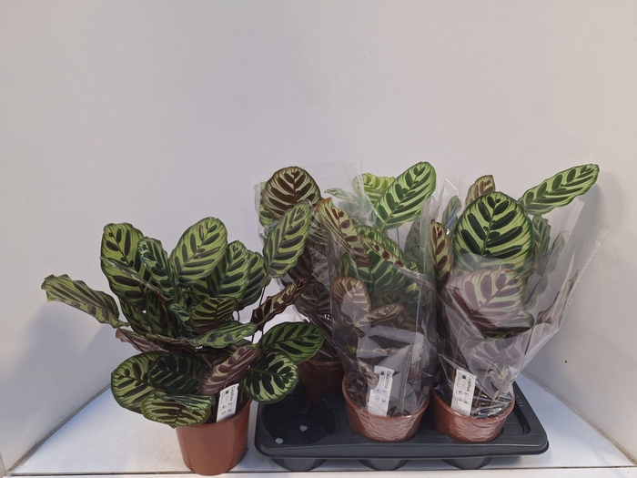 <h4>Calathea makoyana</h4>