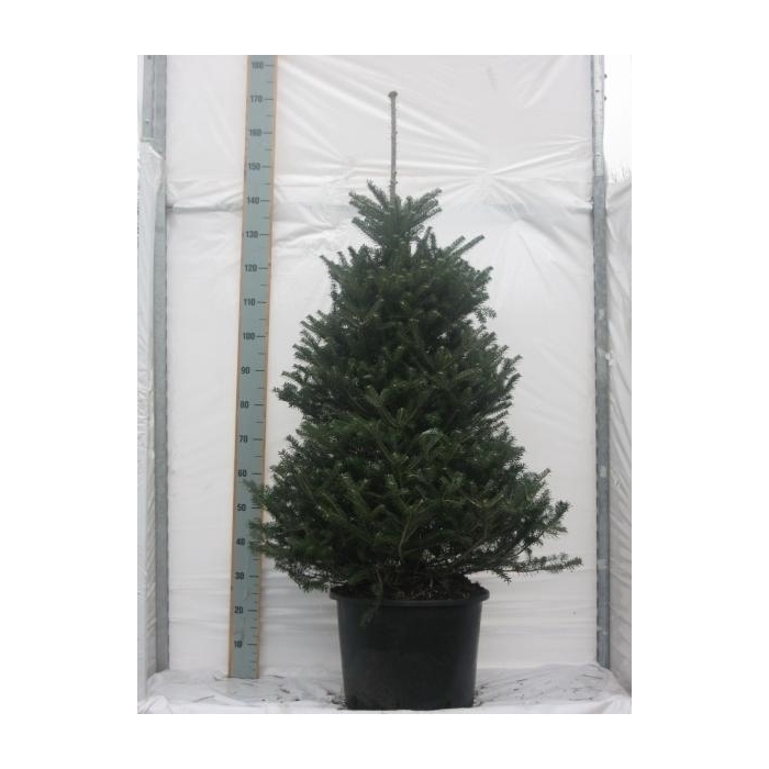 <h4>Abies koreana</h4>