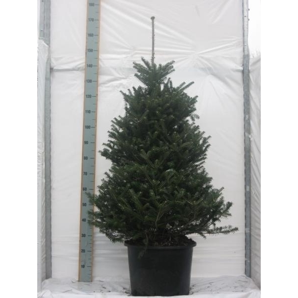 <h4>Abies koreana</h4>