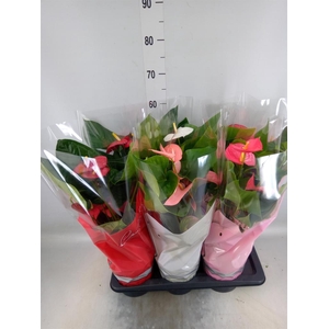 Anthurium   ...mix 4
